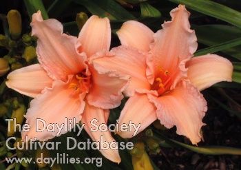 Daylily Pink Embers